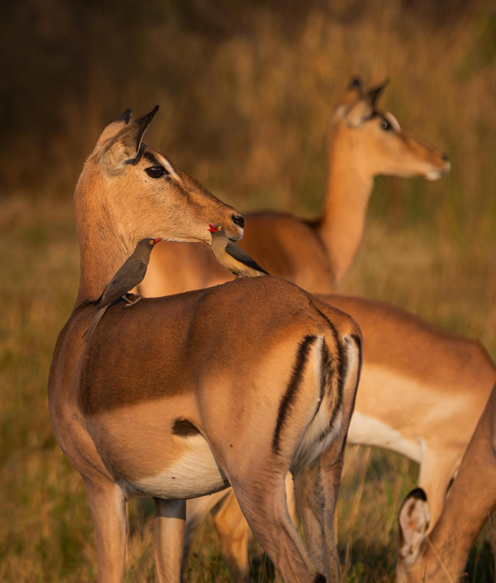 Out In Africa Wildlife Lodge Hammanskraal Exterior photo